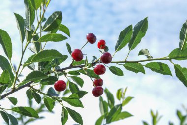 Olgun havalarda kiraz dalına (Prunus tomentosa) rastlanır. Mavi gökyüzünün arkaplanına yakın plan, Seçici odak