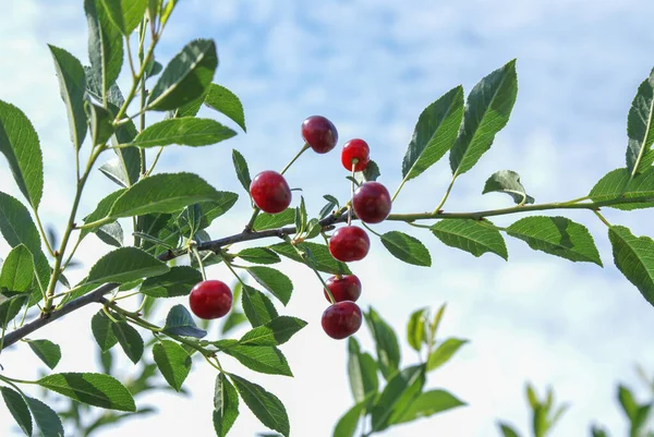 Ramo Cereja Feltro Prunus Tomentosa Com Bagas Maduras Tempo Ensolarado — Fotografia de Stock