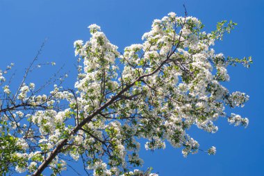 Bir elma ağacının dalları mavi gökyüzüne karşı beyaz çiçeklerle çiçek açtı.