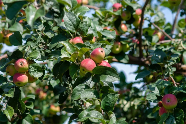 Yeşil yapraklı bir dalda kırmızı olgun elmalar. Güneşli bir günde yakın çekim. Sibirya