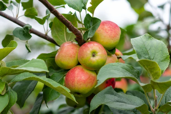 Rote Reife Äpfel Einem Zweig Gegen Den Himmel Nahaufnahme Selektiver — Stockfoto