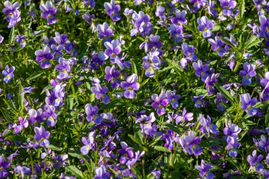 Yeşil yapraklı parlak leylak menekşeleri. Güneşli bir günde yakın çekim. Seçici odak