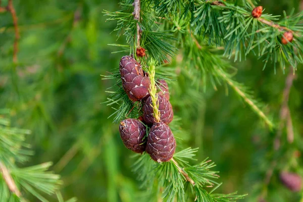 Una Bonita Rama Alerce Siberiano Larix Sibirica Con Conos Rojos — Foto de Stock