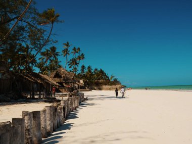 Zanzibar, Uroa Körfezi 'nin kumlu sahilinde palmiye ağaçları