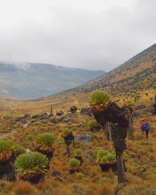 Kenya Dağı 'nın volkanik manzaralarına karşı dev topraklar