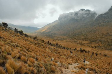 Volkanik Vadisi çerçevede bir sisli dağ, Mount Kenya Milli Parkı, Kenya