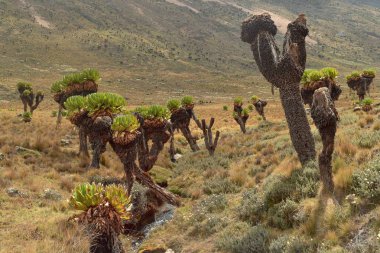 Kenya Dağı 'nın volkanik manzaralarına karşı dev topraklar