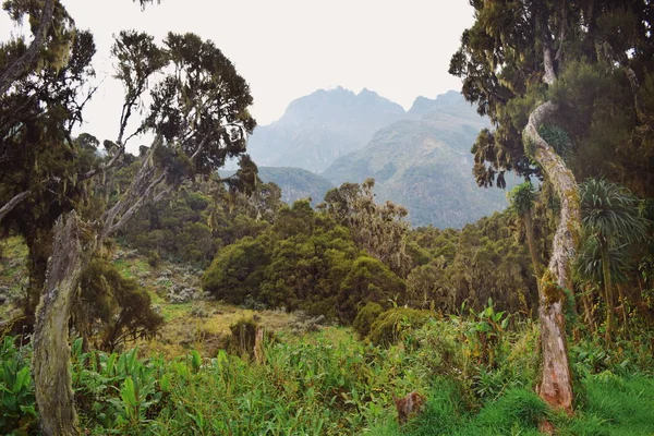 Gökyüzüne karşı manzaralı dağ manzaraları, Rwenzori dağ sıraları, Uganda