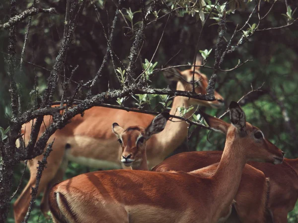 Flock Antiloper Vid Nakuru Nationalpark Kenya — Stockfoto