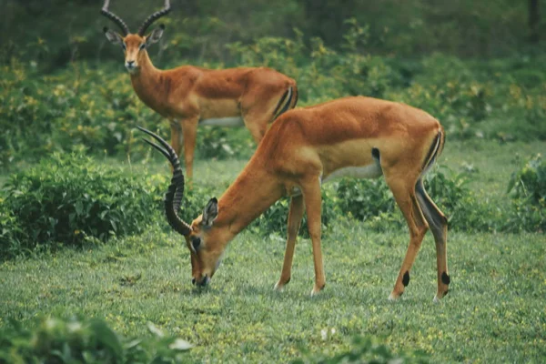 Flock Antiloper Vid Nakuru Nationalpark Kenya — Stockfoto