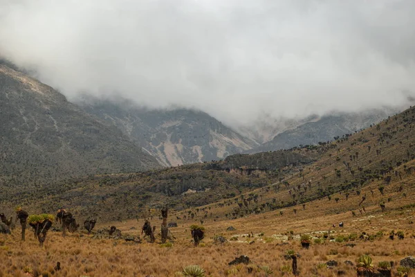 Volkanik Vadisi Çerçevede Bir Sisli Dağ Mount Kenya Milli Parkı — Stok fotoğraf