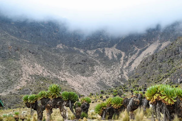 Vulkanische Landschappen Van Mount Kenya Kenya — Stockfoto