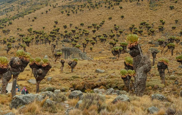 Гигантские Оползни Против Вулканических Ландшафтов Горы Кения Стоковая Картинка