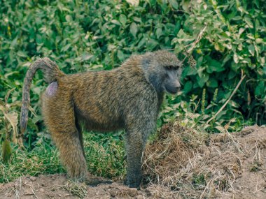 Erkek maymun Gölü Nakuru Milli Park, Kenya