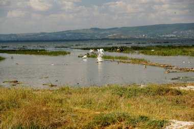 Gölü Nakuru, Rift Valley, Kenya'nın kıyılarında, renkli alg