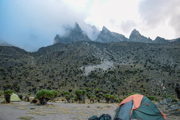 Giant Groundsels Mountain Background Mount Kenya National Park Kenya — Stock Photo, Image