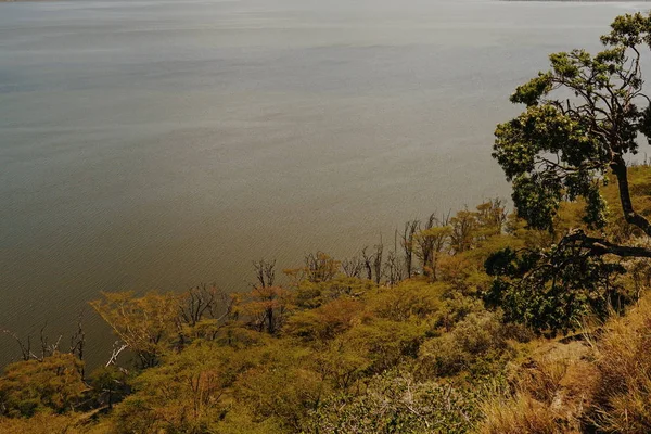 肯尼亚裂谷 Nakuru 湖畔的树木 — 图库照片