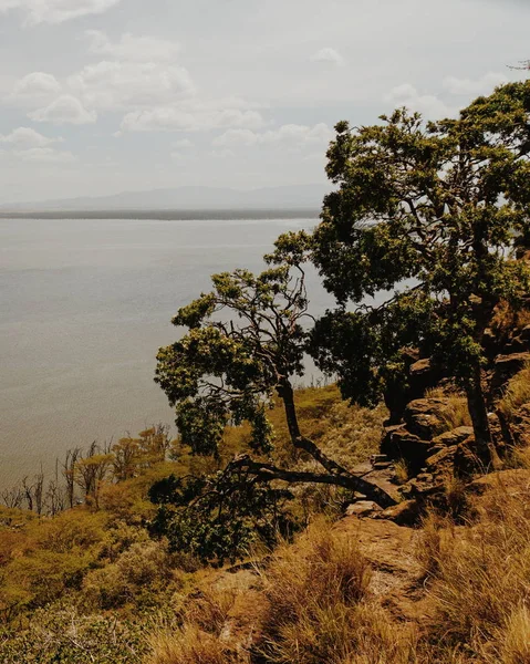 Árvores Longo Das Margens Lago Nakuru Rift Valley Quênia — Fotografia de Stock