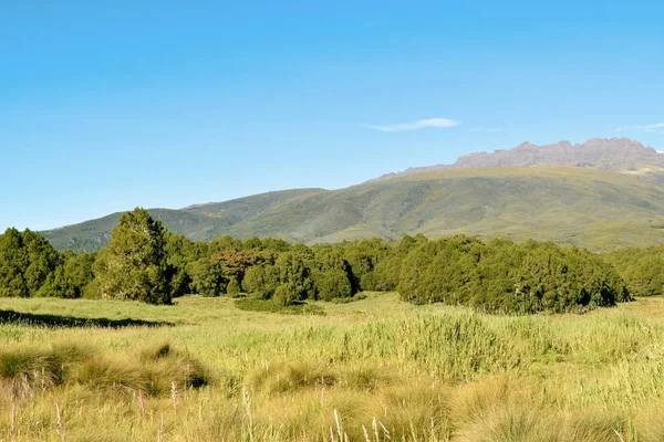 Yüksek Irtifa Moorland Çerçevede Bir Dağ Kenya Dağı — Stok fotoğraf