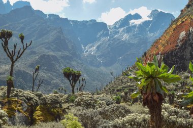 Margherita buzulda Mount Bujuku vadiden gördün mü Stanley. En yüksek dağ içinde Rwenzori Sıradağları, Uganda Mount Stanley olduğunu