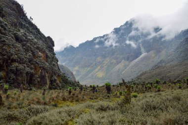 Baker Dağı, Rwenzori Dağları, Uganda çerçevede dev otu