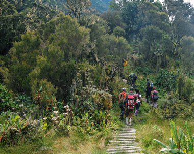 Bir grup yürüyüşçü Rwenzori Dağları, Uganda