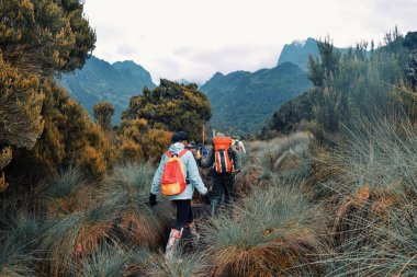 Bir grup yürüyüşçü Rwenzori Dağları, Uganda