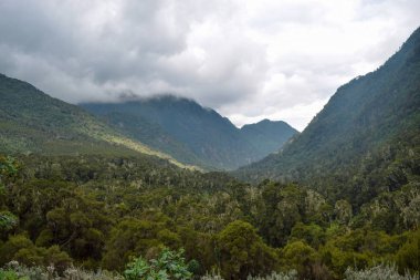 Rwenzori Dağları, Uganda yoğun yağmur ormanlarında