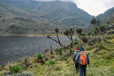 Yürüyüşçüler Rwenzori Dağları Milli Parkı, Uganda, bir grup