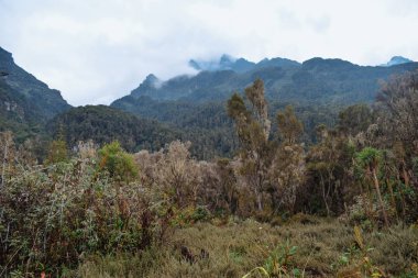Yüksek alitude bitki yaşam dağ arka plan Bujuku Vadisi'nde Rwenzori Dağları Milli Parkı, Uganda