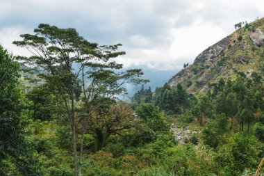 Yüksek alitude bitki yaşam dağ arka plan Bujuku Vadisi'nde Rwenzori Dağları Milli Parkı, Uganda