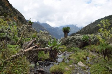 Yüksek alitude bitki yaşam dağ arka plan Bujuku Vadisi'nde Rwenzori Dağları Milli Parkı, Uganda