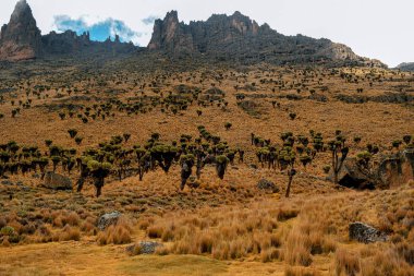 Kenya Dağı, Keny volkanik kaya oluşumları karşı dev otu