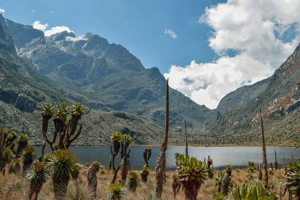 Göl çerçevede bir dağ, göl Bujuku Rwenzori Dağları Milli Parkı, Uganda