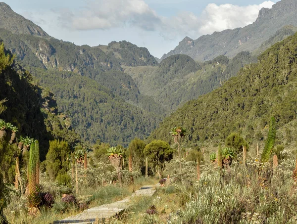 Vida Vegetal Valle Bujuku Parque Nacional Las Montañas Rwenzori Uganda — Foto de Stock