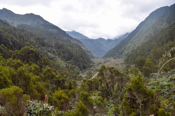 Bitki yaşam Bujuku Vadisi'nde Rwenzori Dağları Milli Parkı, Uganda