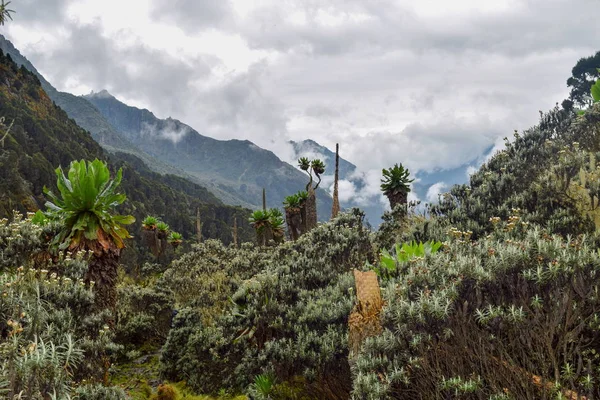 Vita Vegetale Nella Valle Bujuku Parco Nazionale Dei Monti Rwenzori — Foto Stock