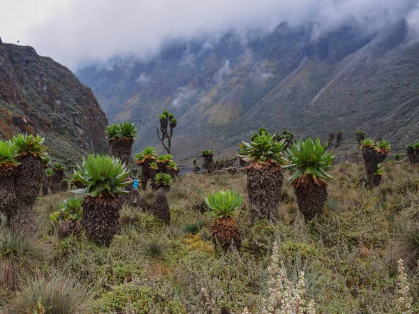 Vita Vegetale Nella Valle Bujuku Parco Nazionale Dei Monti Rwenzori — Foto Stock