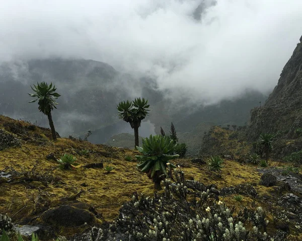 Paisagens Montanhosas Panorâmicas Contra Céu Cordilheira Rwenzori Uganda — Fotografia de Stock