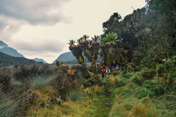 Bir grup yürüyüşçü Rwenzori Dağları, Uganda