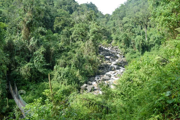 乌干达鲁文佐里山脉茂密的雨林 — 图库照片