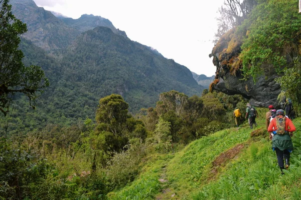 Der Dichte Regenwald Rwenzori Gebirge Uganda — Stockfoto