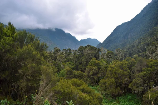 Densa Selva Tropical Las Montañas Rwenzori Uganda — Foto de Stock