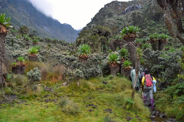 Een Groep Wandelaars Het Rwenzori Mountains Oeganda — Stockfoto