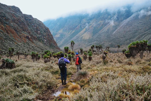 Grupo Excursionistas Parque Nacional Las Montañas Rwenzori Uganda — Foto de Stock