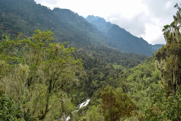 ルウェンゾリ山地国立公園 ウガンダ Bujuku 谷の山を背景に高 Alitude 植物の生命 — ストック写真