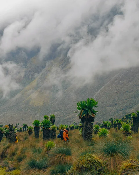 Grupo Excursionistas Valle Bujuku Contra Fondo Montañoso Brumoso Montañas Rwenzori — Foto de Stock