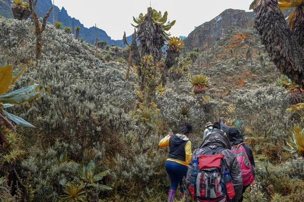 Yürüyüşçüler Rwenzori Dağları Milli Parkı, Uganda, bir grup