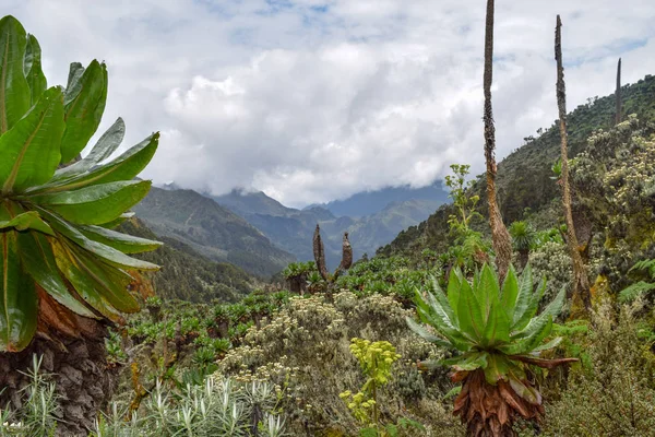 Vida Vegetal Alta Altitud Contra Fondo Montañoso Valle Bujuku Parque — Foto de Stock
