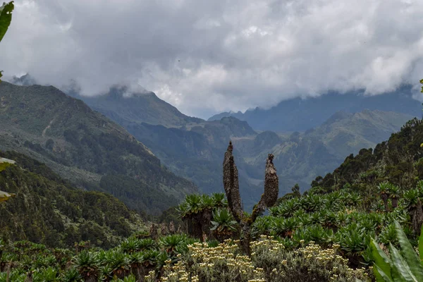 Yüksek alitude bitki yaşam dağ arka plan Bujuku Vadisi'nde Rwenzori Dağları Milli Parkı, Uganda
